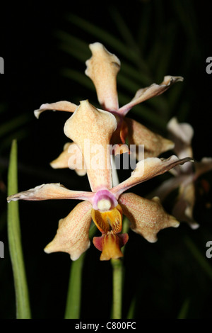 Orchidee auf Samosir Island, Lake Toba, Sumatra Stockfoto