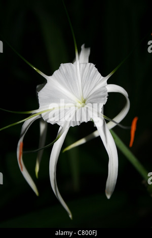 Spinne White Lily Pancratium zeylanicum Stockfoto