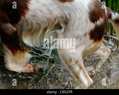 Ein nasser Hund, der, eine Wasser Spaniel schwimmen Stockfoto