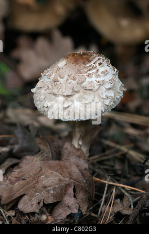 Shaggy Parasol Pilz Macrolepiota Rhacodes Fruchtkörper wachsen in Laubstreu Stockfoto