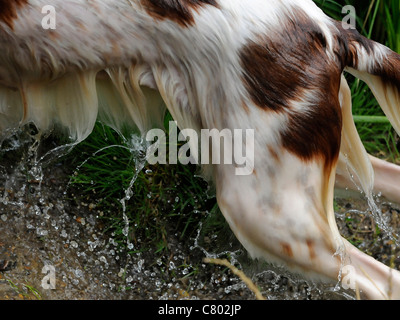 Ein nasser Hund, der, eine Wasser Spaniel schwimmen Stockfoto