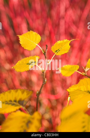 Yellow Birch verlässt im Gegensatz zu rot Cornus Stängel im Herbst Stockfoto