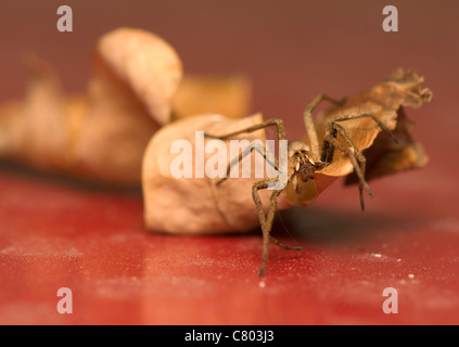 Pisaura mirabilis Stockfoto