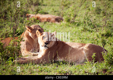 Löwen in Kenia Stockfoto