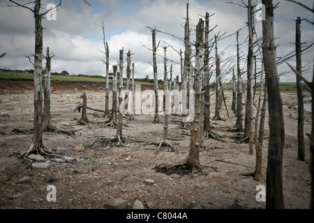 Eine Gruppe von toten Bäumen an einem Sandstrand Stockfoto
