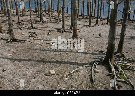 Tote Baumwurzeln und aufrechte Stämme auf eine sandige Seeufer ausgerichtet. Stockfoto