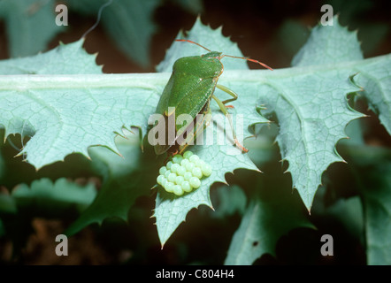 Gemeinsamen grünen Schild Bug (Palomena Prasina: Pentatomidae) weibliche Verlegung Eiern UK Stockfoto