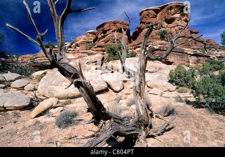 USA, Utah, Canyonlands National Park, Felsformationen der Nadeln Stockfoto