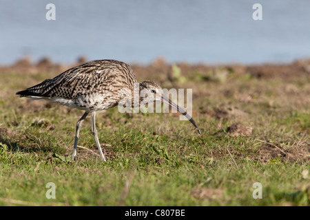 Eurasische Brachvogel Numenius Arquata Erwachsene fangen und Essen eine Schnake Stockfoto