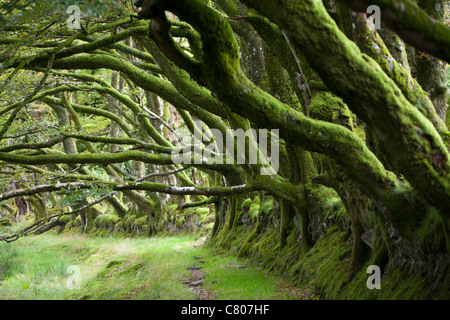 An ancient Beech hedgeline on Exmoor, Devon on the River Barle near Simonsbath. Stockfoto
