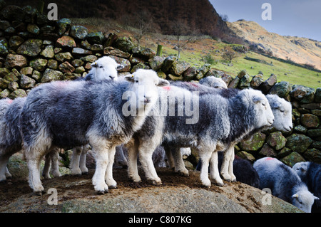 Herdwick Schafe im Langdale Valley, Lake District Stockfoto