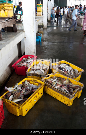 Fischmarkt, Kota Kinabalu, Sabah, Malaysia Borneo Stockfoto