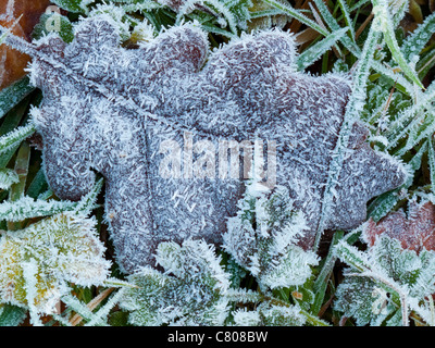 Nahaufnahme des Frost bedeckt Eichenblatt im Winter auf dem Boden liegend Stockfoto