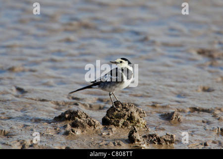 Trauerschnäpper Bachstelze Motacilla Alba Yarrellii Männchen Schlamm gehockt Stockfoto