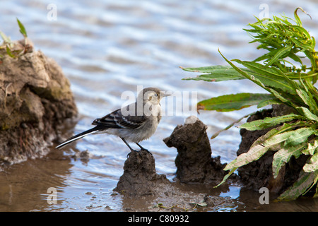 Trauerschnäpper Bachstelze Motacilla Alba Yarrellii imature Stockfoto