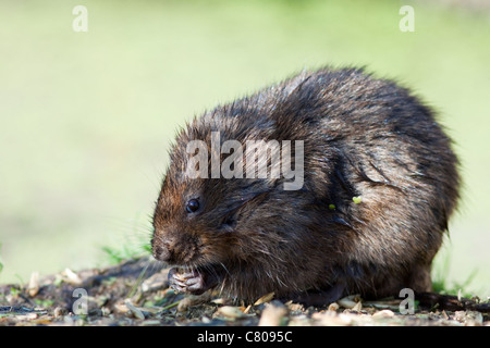 Schermaus (Arvicola Terrestris), Gefangene Tier im Besitz der britischen Wildlife Centre, Lingfield, Surrey, England, UK Stockfoto