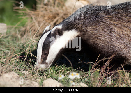 Dachs,(Meles meles) Gefangene Tier im Besitz der britischen Wildlife Centre, Lingfield, Surrey, England, UK Stockfoto