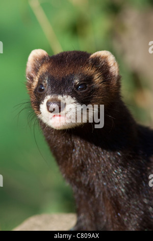 Iltis (Mustela Putorius) Gefangene Tier im Besitz der britischen Wildlife Centre, Lingfield, Surrey, England, UK Stockfoto