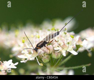 Ichneumon Wasp (Lissonota SP.), Frankreich Stockfoto