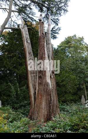 Überreste eines riesigen Redwood-Baumes nach Blitzeinschlages droht zum zweiten Mal in 12 Jahren Stockfoto