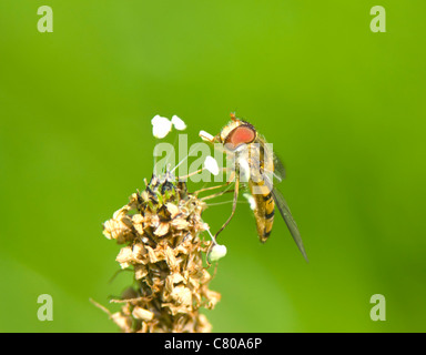 Hoverfly (Episyrphus Balteatus), Frankreich Stockfoto