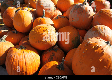 Viele große Kürbisse mit Beulen und Schmutz Stockfoto