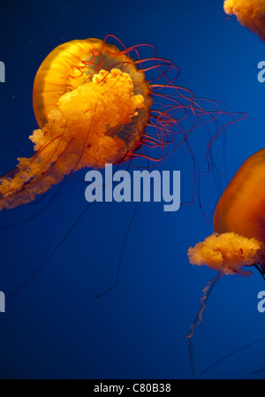 Orange-Qualle im blauen Aquarium Wasser in Vancouver Aquarium, BC, Kanada Stockfoto