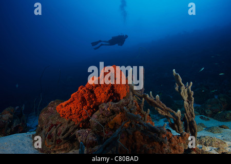 Taucher Tauchen unter Meer Schwämme, Bonaire, Karibik Niederlande. Stockfoto