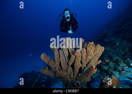 Taucher Tauchen unter Meer Schwämme, Bonaire, Karibik Niederlande. Stockfoto