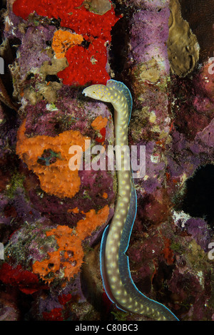 Sharptail Aal auf der Suche nach Nahrung, Bonaire, Karibik Niederlande. Stockfoto