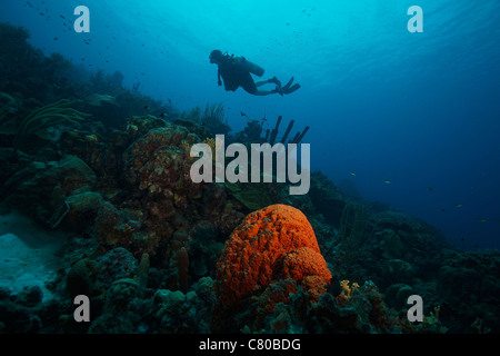 Taucher Tauchen unter Meer Schwämme, Bonaire, Karibik Niederlande. Stockfoto