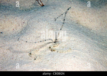 Sandwurm Fütterung in der Nacht, Bonaire, Karibik Niederlande. Stockfoto