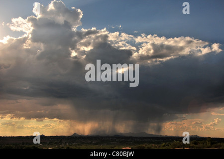 Wolken fallen Regen über die Sonora-Wüste, Tucson, Arizona, USA. Stockfoto