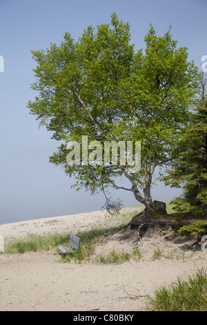 Farbe Foto alte Frauen Bay am Lake Superior des Strandes in der Fogg und einer Parkbank unter einem Baum. Stockfoto