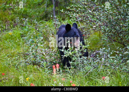 Ein weiblicher schwarzer Bär Essen Beeren in Banff Nationalpark, Alberta, Kanada Stockfoto