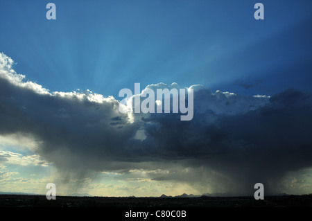 Wolken fallen Regen über die Sonora-Wüste, Tucson, Arizona, USA. Stockfoto