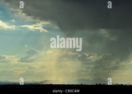 Wolken fallen Regen über die Sonora-Wüste, Tucson, Arizona, USA. Stockfoto