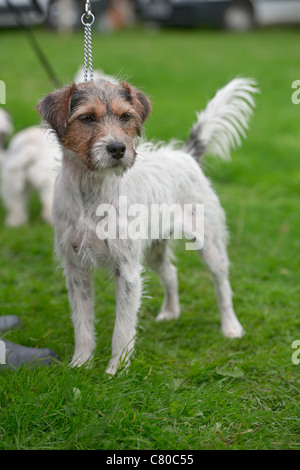 Rau beschichtet Jack Russell Terrier, stehend Stockfoto