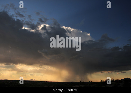 Wolken fallen Regen über die Sonora-Wüste, Tucson, Arizona, USA. Stockfoto