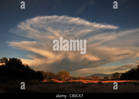 Wolken fallen Regen über die Sonora-Wüste, Tucson, Arizona, USA. Stockfoto