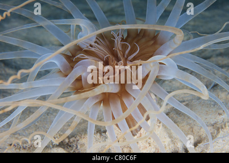 Schöne Nahaufnahme von Sand Anemone, Bonaire, Karibik Niederlande. Stockfoto