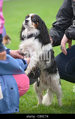 Tricolor Cavalier King Charles Spaniel, aufstehen, lassen Sie sich verwöhnen Stockfoto