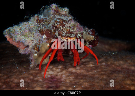 Red Reef Einsiedlerkrebs späht aus seiner Schale, Bonaire, Karibik Niederlande. Stockfoto