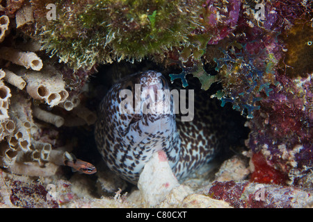 Gefleckte Muräne in seinem Loch, Bonaire, Karibik Niederlande. Stockfoto