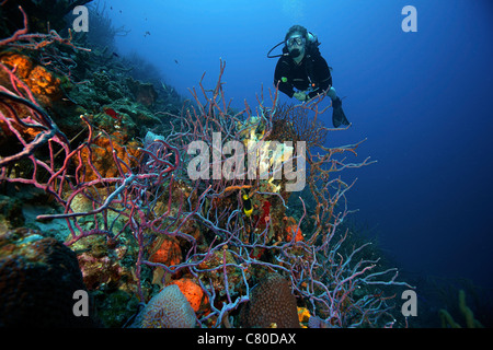 Taucher Tauchen unter Meer Schwämme, Bonaire, Karibik Niederlande. Stockfoto