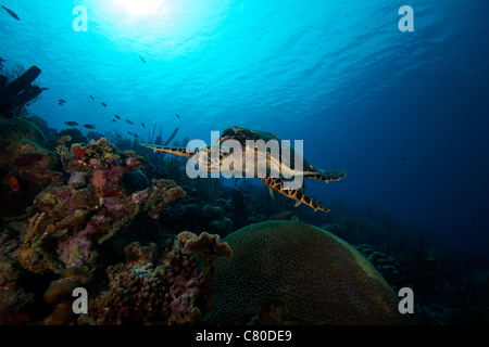 Die echte Karettschildkröte, Bonaire, Karibik Niederlande. Stockfoto