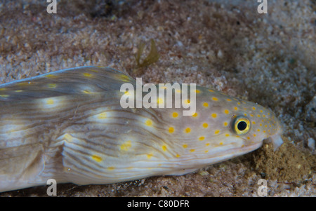 Sharptail Aal auf der Suche nach Nahrung in der Nacht, Bonaire, Karibik Niederlande. Stockfoto