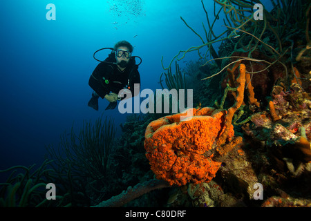 Taucher Tauchen unter Meer Schwämme, Bonaire, Karibik Niederlande. Stockfoto