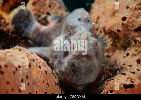 Longlure Anglerfisch, Bonaire, Karibik Niederlande. Stockfoto