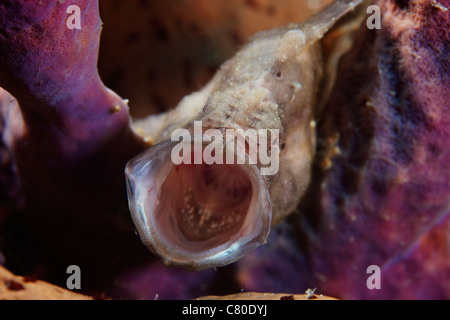 Longlure Anglerfisch Gähnen, Bonaire, Karibik Niederlande. Stockfoto